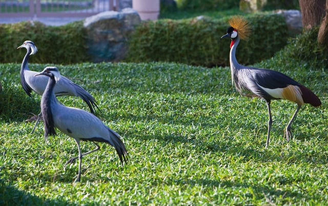 Al Areen Wildlife Park Birds, Bahrain