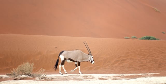 Arabian Oryx Walking In The Desert