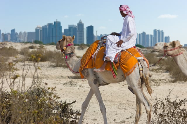 Bedouin Taking Camels For A Walk