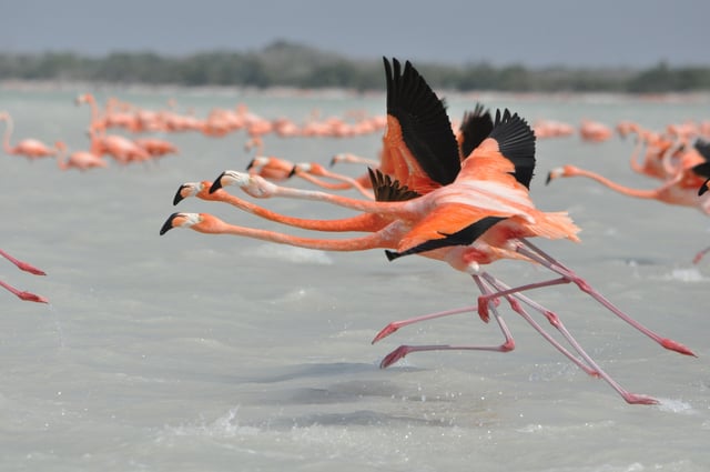 Flamingoes Taking Flight On A Lake