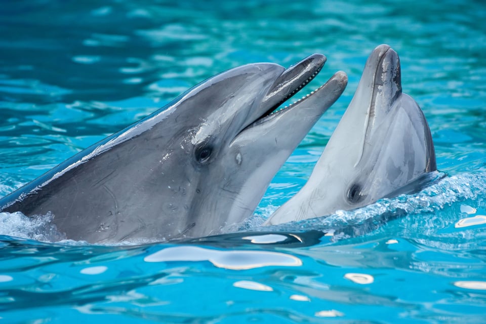 Dolphin Watching Al Dar Islands