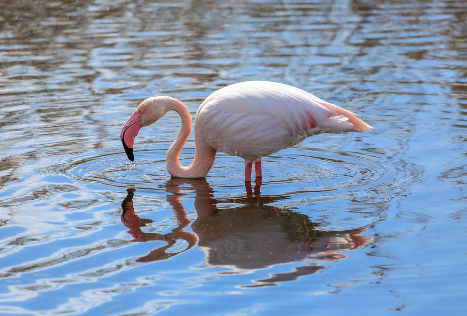 Pink Flamingo Wading In Water